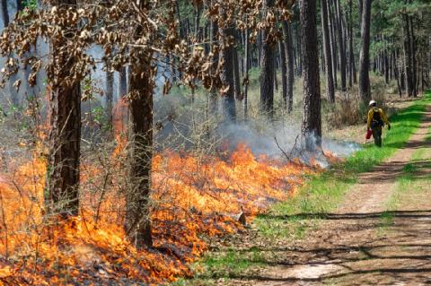 Texas A&M Forest Service Helps Strengthen Texas Landscapes with Prescribed Fire Grants