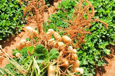 Texas peanut producers experienced a difficult 2020 growing season due to drought, according to a Texas A&M AgriLife Extension Service expert