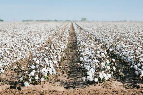 PSS researchers evaluate improvements, efficiency in Texas cotton nutrition