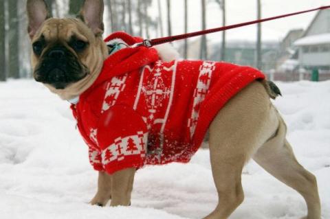 Pet tips for winter weather