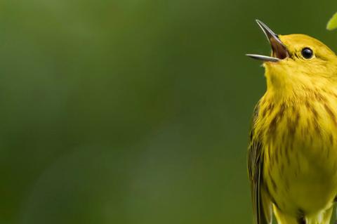 Spring Diseases Impacting West Texas Birds