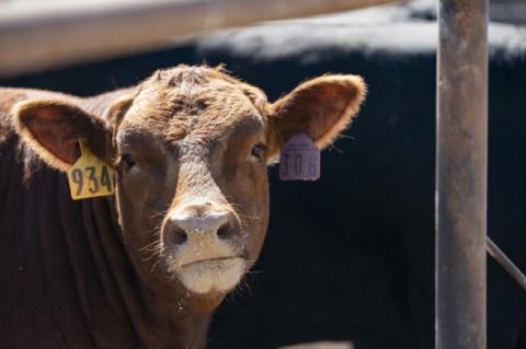Direct beef purchases from the farm continue to be an emerging trend as consumers want to