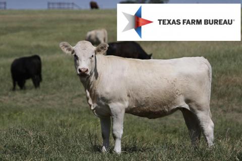 Senate Ag Committee passes cattle market legislation