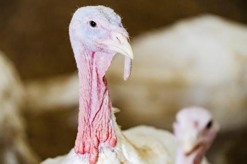 Expect higher prices, fewer options on Thanksgiving turkeys