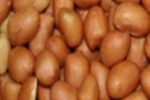 The four types of peanuts The four types of PEANUTS