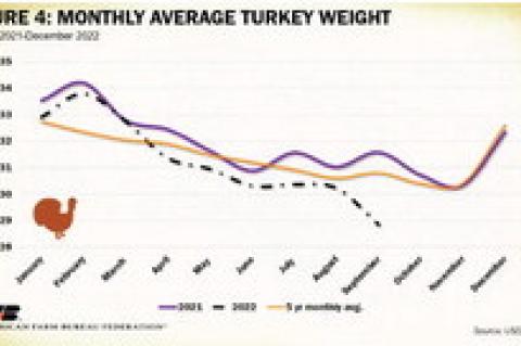 Just Ahead of Thanksgiving, Record Turkey and Egg Prices Indicate Strain on Poultry Sector