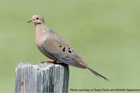 Good prospects for second part of dove hunting season