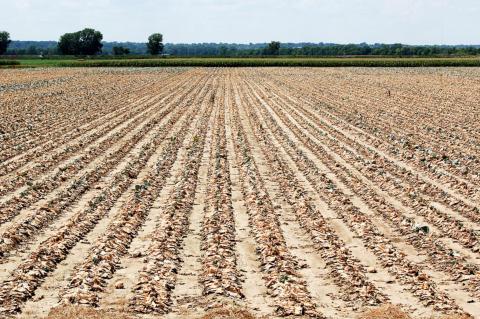 Drought conditions worsening for Terry County