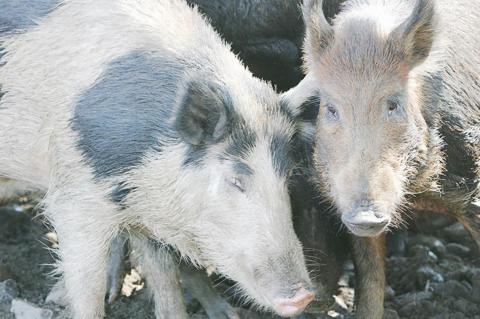 Feral hog control up for discussion in Texas Legislature