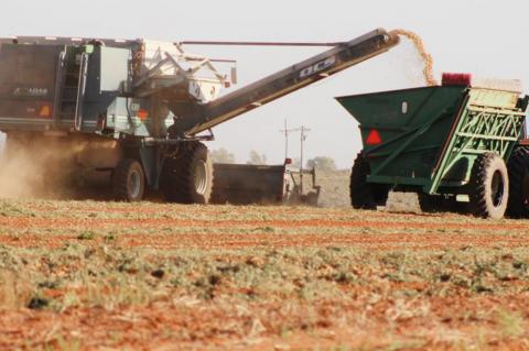 Harvest begins amid drought and COVID