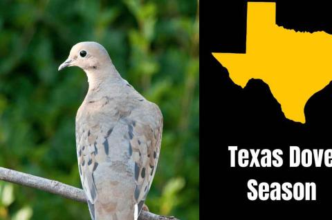 Texas Land Management Agencies Encourage Texans to Prevent Wildfires During Dove Hunting Season