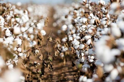 PSS researchers evaluate improvements, efficiency in Texas cotton nutrition