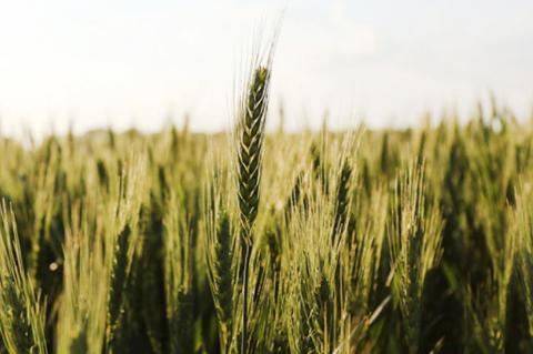 Texas wheat acres down, prices up