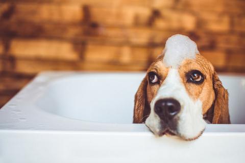 A Guide To Bathing Pets After Natural Disasters