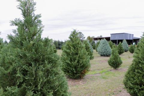 Growers report healthy demand for fresh-cut Christmas trees