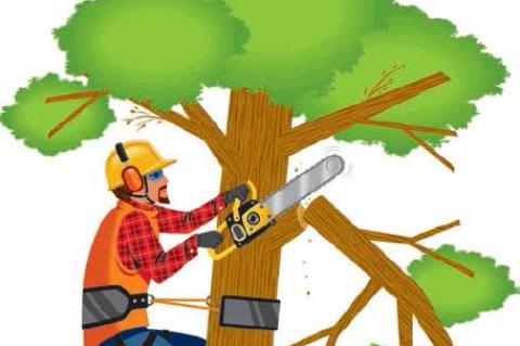 How tree services can protect your property