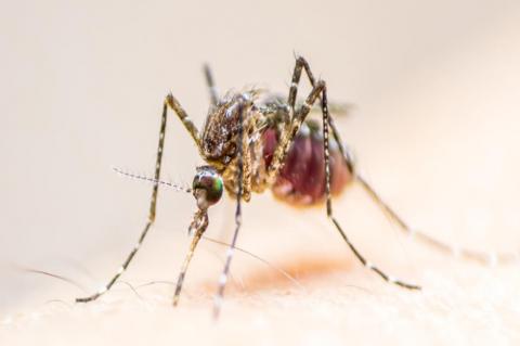 West Nile Virus reported in Plains