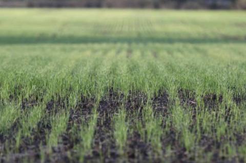 Early fall moisture puts Texas wheat planting ahead of schedule