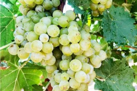 2020 Grape Harvest has begun