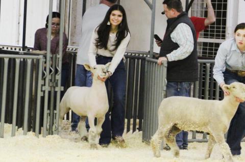 Brownfield FFA Stock Show Results