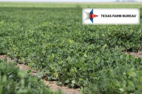U.S., Texas peanut farmers are using less water
