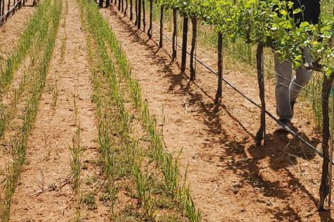 Local vineyards deal with hail damage at different levels