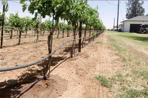 Drought Impacts Planting Season at Local Wineries