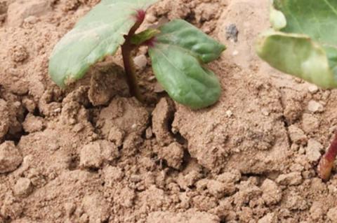 Fertilizer considerations for cotton should be revised