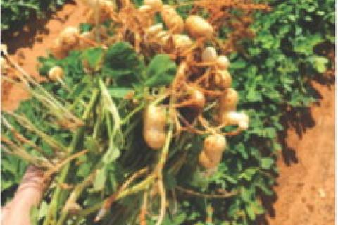 Texas peanut production below average, prices strong